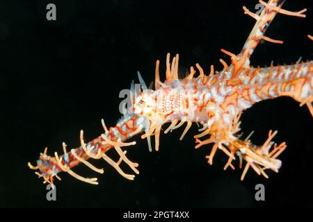 Ornate Ghost pipefish (Solenostomus paradoxus) Lempriv Strait, North Sulawesi, Indonesien Stockfoto