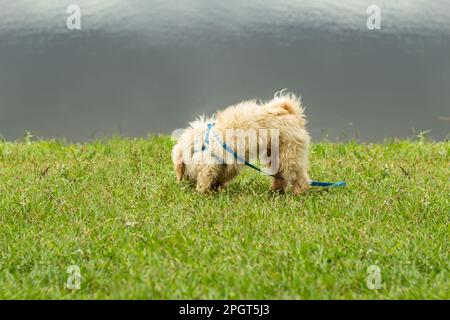 Goiania, Goias, Brasilien – 20. März 2023: Ein weißer, zäher Hund auf dem Rasen um einen Teich. Stockfoto