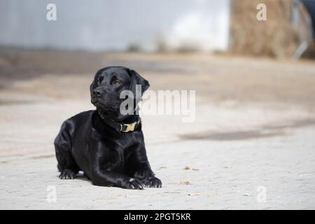 Wunderschönes Ganzkörperporträt eines schwarzen labrador Retriever Hundes, der auf dem Boden liegt Stockfoto