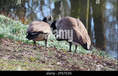 Gänse aus Kanada auf einer Wiese Stockfoto