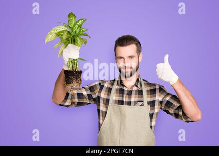 Porträt eines attraktiven Blumenhändlers mit Stoppeln, der Diffenbachia mit Erde und Daumen nach oben zeigt, ja, fertig mit Finger isoliert auf grau Stockfoto