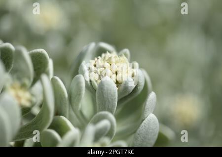 Flora Lanzarote - Helichrysum gossypinum, Watte ewigen, gefährdete Arten Stockfoto
