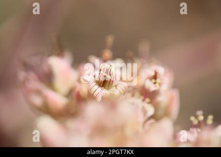 Kleine gelblich-rosa und weiße Blüten der Sukkulenten Pflanze Kalanchoe beharensis, Elefantenohr Kalanchoe Stockfoto