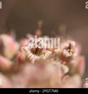 Kleine gelblich-rosa und weiße Blüten der Sukkulenten Pflanze Kalanchoe beharensis, Elefantenohr Kalanchoe Stockfoto