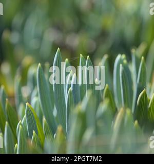 Curio repens aga blau Finger Pflanze Attraktive saftige Blätter natürlich Makro floralen Hintergrund Stockfoto