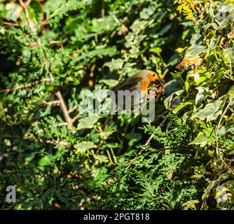 London, Großbritannien. 24. März 2023. Ein Robin mit einem Balken voller Blätter, der ein Nest baut: Paul Quezada-Neiman/Alamy Live News Stockfoto