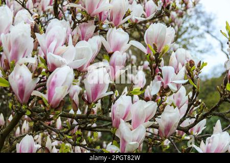 Anzeichen für Frühling, wenn die Magnolienbäume in London, Großbritannien, zu blühen beginnen Stockfoto