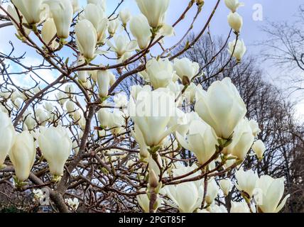 Anzeichen für Frühling, wenn die Magnolienbäume in London, Großbritannien, zu blühen beginnen Stockfoto