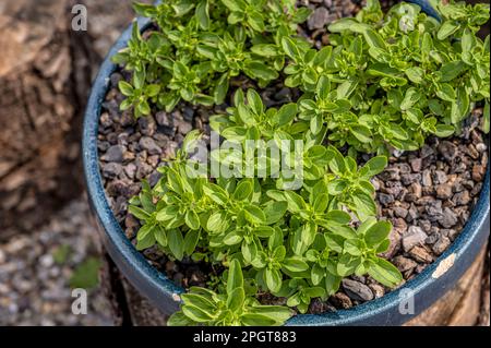 Nahaufnahme einer Compactum-Oregano-Pflanze in einem Topf (Oreganum Vulgare) Stockfoto