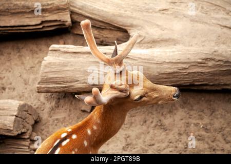 Junger männlicher sika-Hirschkopf mit Geweih im Nahbereich. Draufsicht auf einen Braunfleck-Hirsch von Cervus nippon Stockfoto