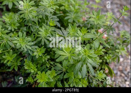 Schließung einer Woodruff-Anlage (Galium odoratum) Stockfoto