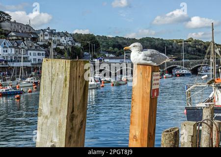 Eine Möwe entspannt sich auf einem Pfosten und beobachtet ersetzte Boote auf dem Fluss Looe in Cornwall. Blick auf den Fluss in Richtung Brücke und West Looe. Vor kurzem Featu Stockfoto