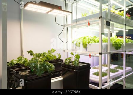 Gartenbauversuch. Saatpflanzenwachstum im Labor. Künftige Nahrungsmittel- und Landwirtschaftstechnologien. Zukunftsorientierte Technologie für die Landwirtschaft, die Lebensmittel und Gesundheit produziert Stockfoto