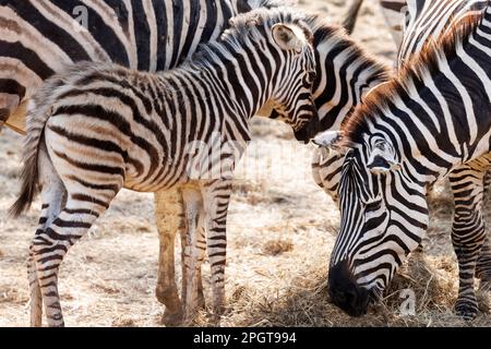 Wilde Zebra-Familie, die trockenes Gras im Zoo isst. Zebraszucht auf landwirtschaftlichen Betrieben. Stockfoto