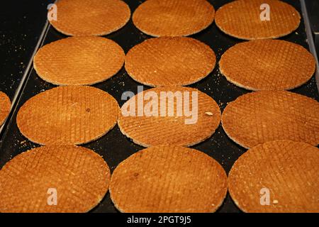 Nahaufnahme von vielen frisch gebackenen, traditionellen, runden, süßen holländischen Stroopwafel (Sirup-Waffeln)-Keksen auf der Backpfanne, Blick aus der Höhe Stockfoto