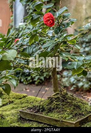 Bonsai-Baum eines Kamellia Japonica-Baumes in der Kamelien-Show im Schloss Pirna Zuschendorf in Sachsen Stockfoto