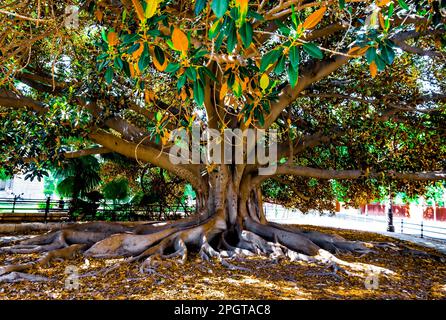 Ein majestätischer Moreton Bay Feigenbaum mit langen, weitläufigen Ästen. Stockfoto