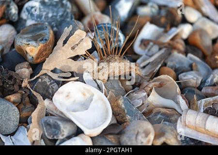 Seashells an der Küste, Norfolk, Großbritannien Stockfoto