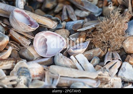 Seashells an der Küste, Norfolk, Großbritannien Stockfoto