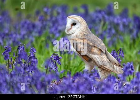 Scheunen-Eule und Bluebells im Frühling, Norfolk, East Anglia, Großbritannien Stockfoto