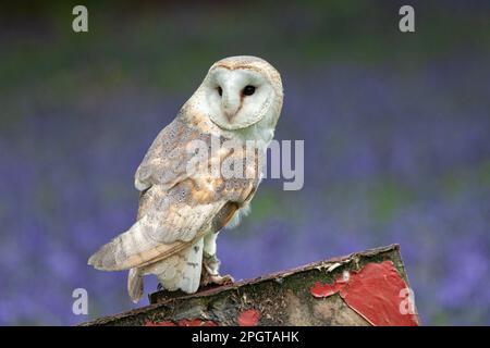 Scheunen-Eule und Bluebells im Frühling, Norfolk, East Anglia, Großbritannien Stockfoto