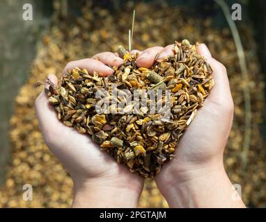 Von oben an weiblichen Händen Stallarbeiterin, die Diät-Müsli mit Kräutern und Körnern für die Pferdefutter im Haus trägt Stockfoto