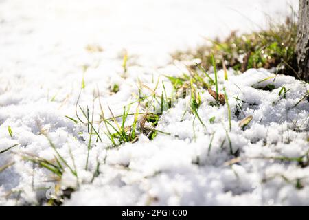 Grünes Gras unter Frühlingsschnee. Frühjahrshintergrund. Warmes Sonnenlicht Stockfoto