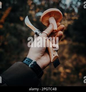 Junge Safranmilchmütze - Lactarius deliciosus in Pilzpflückerhänden im Wald Stockfoto