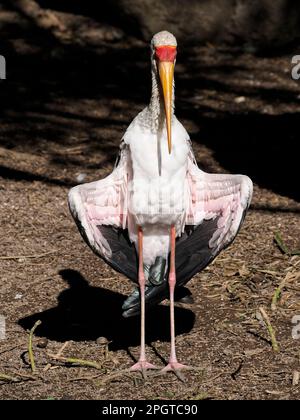 Gelbschnabelstorch (Mycteria ibis), der Flügel ausbreitet und von vorne gesehen wird Stockfoto