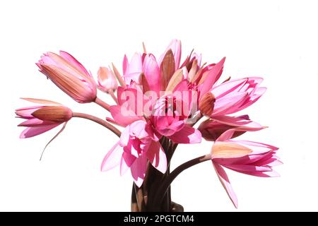 Schöne pinke Wasserlilien Stockfoto