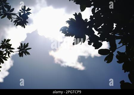 Die Silhouette der Baumäste im Hintergrund des blauen Himmels Stockfoto
