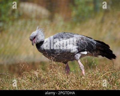 Der südliche Schreier (Chauna torquata), auch bekannt als Kammschreier, läuft auf Gras und gehört zur Ordnung Anseriformes Stockfoto