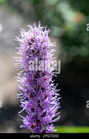 Hohe Blume Liatris pycnostachya, gemeinhin als Präriestern bezeichnet, wächst im Garten Stockfoto