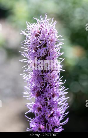 Hohe Blume Liatris pycnostachya, gemeinhin als Präriestern bezeichnet, wächst im Garten Stockfoto