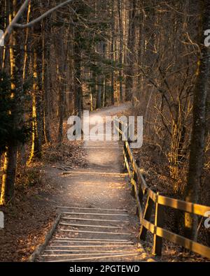 Die Naturtreppe im Wald wird von der Abendsonne beleuchtet. Stockfoto