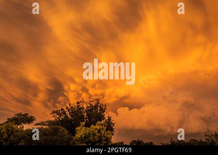 Wolken, eindrucksvoll in Gelb, Cumulonimbuswolke, die tief über der Stadt Johannesburg schwebt. Johannesburg, Südafrika Stockfoto