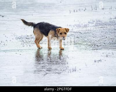 Ein junger Jack Russell Terrier auf einem gefrorenen See in Welches Meadow, einem überfluteten Wiesen-Naturschutzgebiet am Fluss Leam. Stockfoto