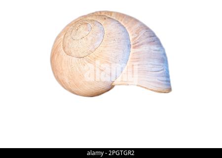 Schneckenausschnitt. Detaillierte Schale einer Schnecke. Zur Weiterverarbeitung z. B. für das Kompostieren. Stockfoto