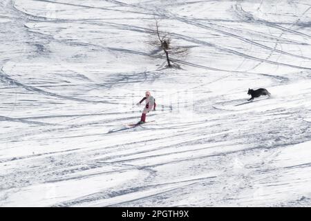 Chamonix, Frankreich - 5. März 2023: Alleinstehende Skifahrerin mit begleitendem schwarzen Hund, die die schneebedeckte Hanglage im Hinterland in Chamonix, Frankreich, hinunterfährt Stockfoto