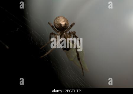 Gartenspinne (Araneus sp.) In seinem Netz mit einem gefangenen Insekt, Natur, gruselig, wilde Tiere Stockfoto
