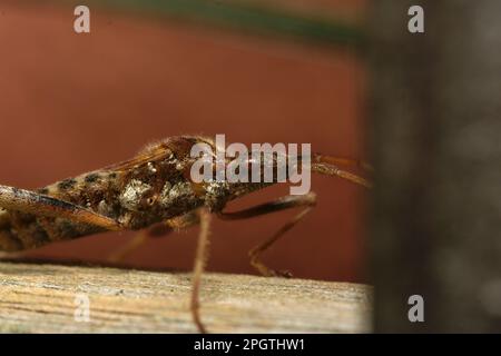 Westliche Nadelgehölze (Leptoglossus occidentalis) auf einem hölzernen Untergrund, Makrofoto, Insektenfotografie, draußen, Natur, Wildtiere, Artenvielfalt Stockfoto