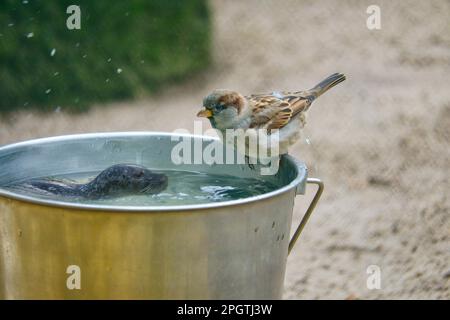 Mit einem Eimer, auf dem ein Sperling und eine Schwimmrobbe sitzen. Komische Komposition Stockfoto