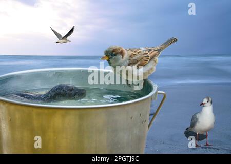 Mit einem Eimer, auf dem ein Sperling und eine Schwimmrobbe sitzen. Im Hintergrund das Meer und die Möwe. Komische Komposition Stockfoto