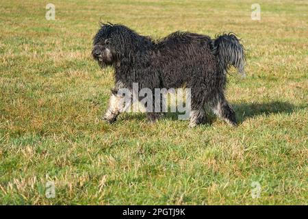 Schwarzer Goldendoddle läuft während des Spielens auf einer Wiese. Flauschiger, langer schwarzer Mantel. Familienhund, der auch als Therapiehund eingenommen wird. Tierfoto eines Hundes Stockfoto