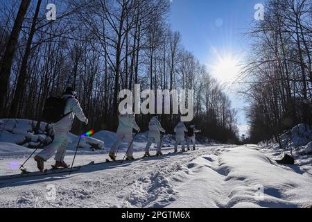 (230324) -- CHANGCHUN, 24. März 2023 (Xinhua) -- Polizeibeamte patrouillieren den Songjianghe National Forest Park, indem sie am 7. Februar 2023 im Changbai Mountain, nordöstlich der chinesischen Provinz Jilin Ski fahren. Die Winterpatrouillen hier waren aufgrund der Höhe des Berges, des dichten Waldes, des schweren Schnees und der riesigen Patrouillen extrem schwierig. Inspiriert vom alpinen Skifahren patrouilliert ein Team von 20 Forstpolizisten nun den Songjianghe National Forest Park auf Skipisten. Der Changbai Mountain in der Provinz Jilin ist berühmt für seine lange Schneesaison und Pulverschnee und ist seit langem ein idealer Ort zum Skifahren. Es ist zu einem großen de geworden Stockfoto