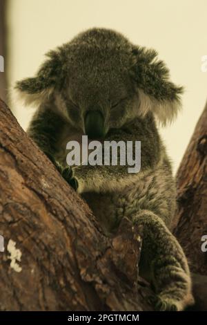 Koala ist im Baum eingeschlafen. Normalerweise bewegen sich Koalas langsam. Verbringen Sie 16 bis 24 Stunden Schlaf pro Tag. Um Energie zu erhalten Stockfoto