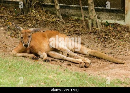 Känguru liegt auf dem Boden, rotes Känguru auf dem Boden. Stockfoto