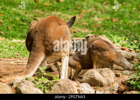 Känguru-Baby, das Milch aus dem Bauch der Mutter isst. Stockfoto