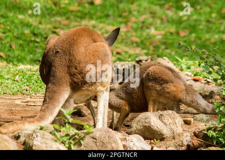 Känguru-Baby, das Milch aus dem Bauch der Mutter isst. Stockfoto