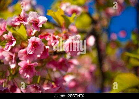 Kawazu-Kirschblüten in der Frühlingssaison aus nächster Nähe Stockfoto